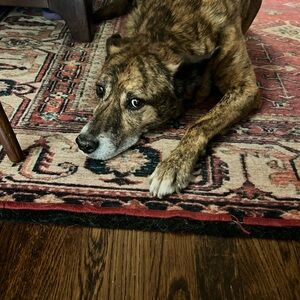 Meet your Posher, Laura